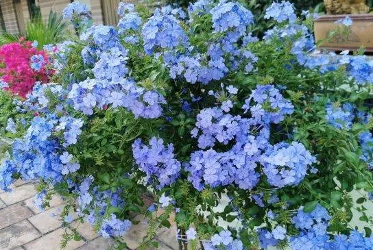 蓝雪花的花期是几月到几月