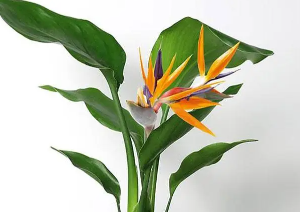 刚买的天堂鸟花怎么养