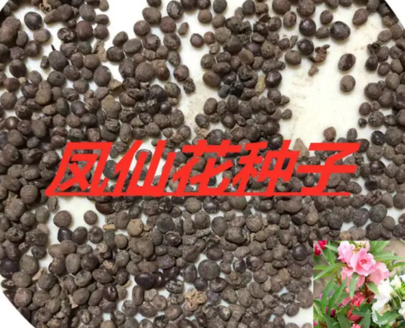 凤仙花种子多少钱一斤