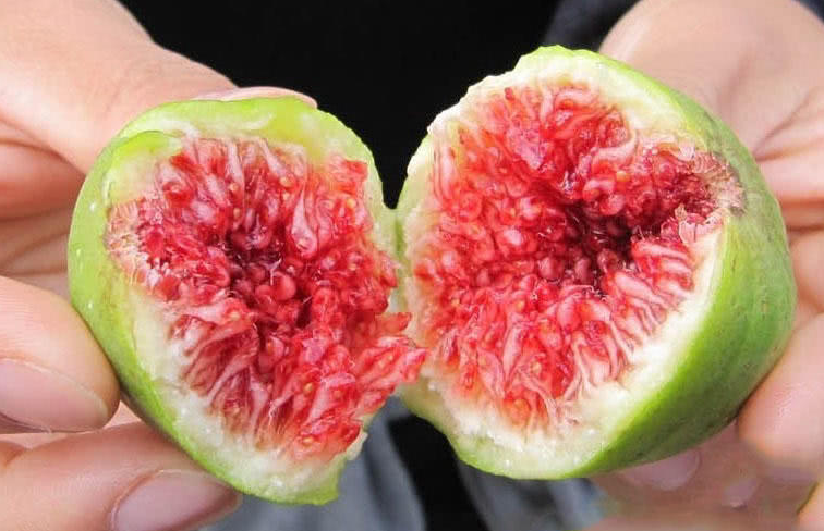 无花果有籽吗
