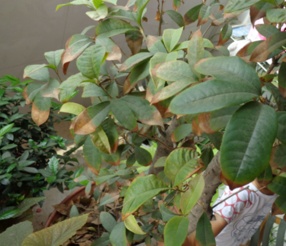 桂花树烂叶是什么病