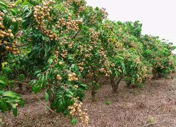 龙眼树种植条件