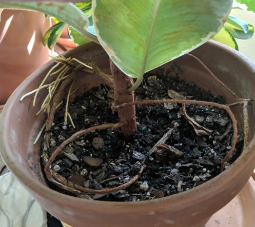 怎样让橡皮树生根