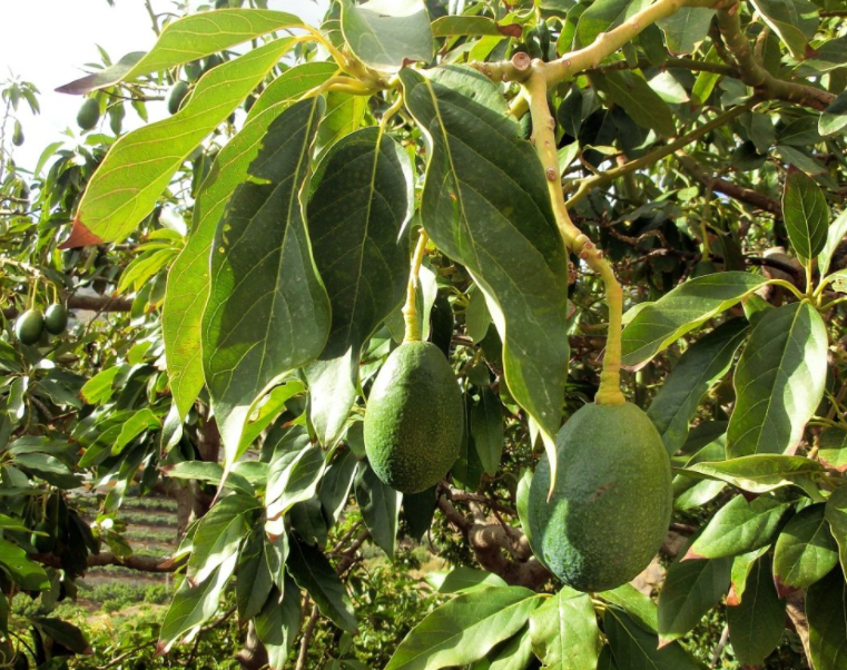 牛油果果树长得什么样