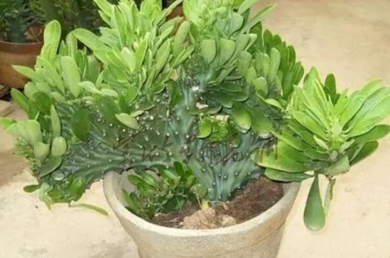 麒麟花怎么修剪