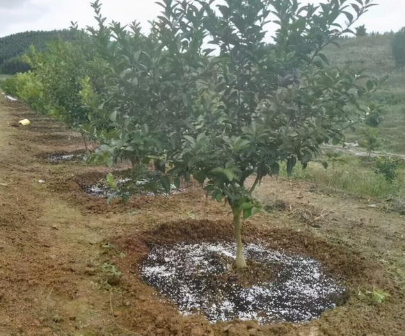 苹果树施磷肥什么时候好