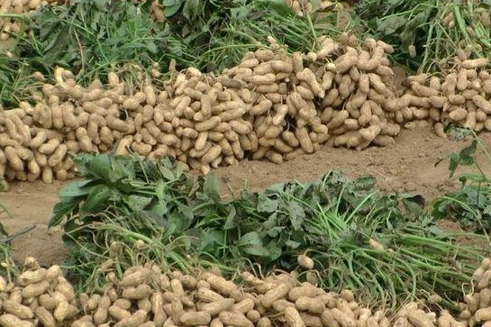 立秋之后多久收花生