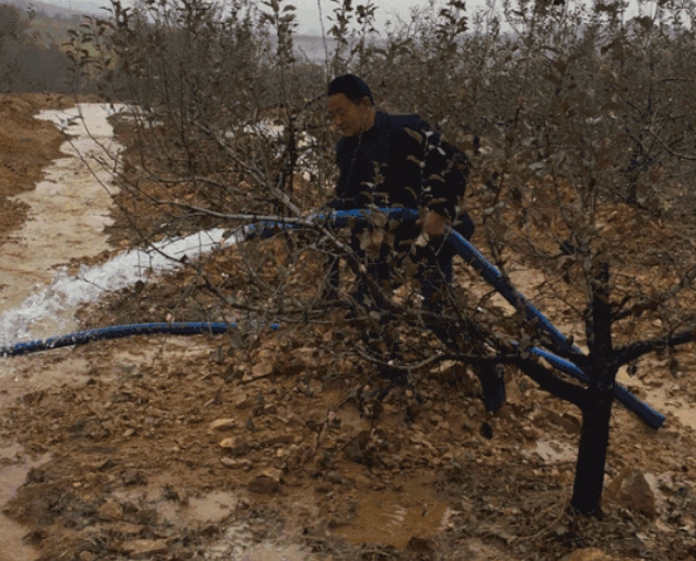 果树移栽后多久浇一次水