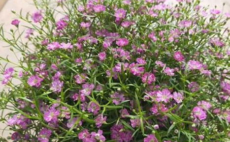 满天星花籽什么时候种