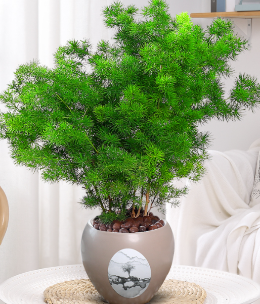 蓬莱松适合多大的花盆