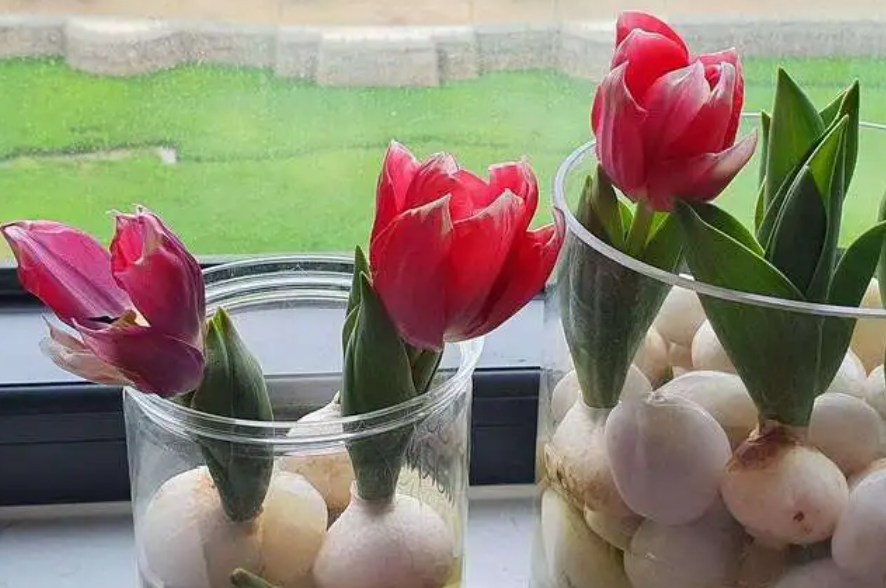 郁金香发芽后多久开花