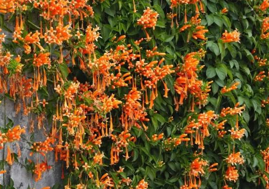 炮仗花不开花的原因