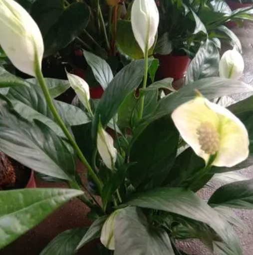 白掌开花后的籽能种吗