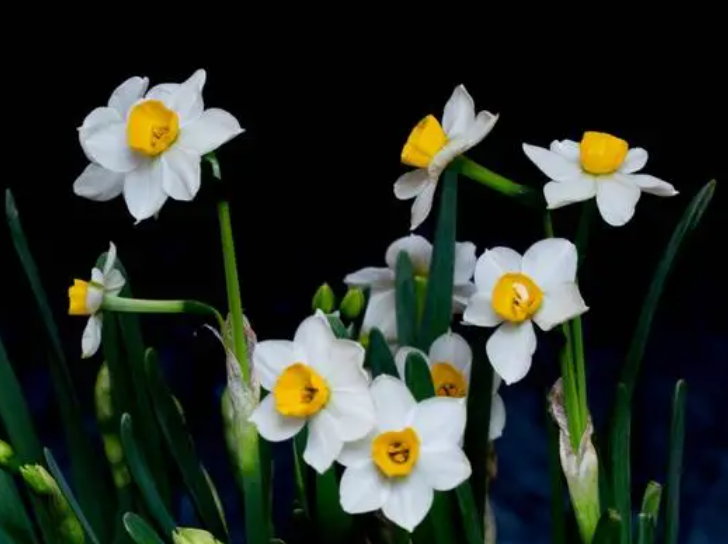 哪些花可以水培