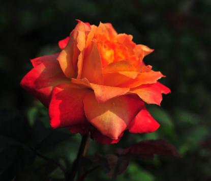 柏树叶适合搭配什么花呢