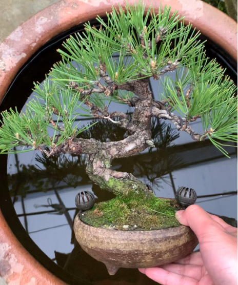 松树盆景用什么盆