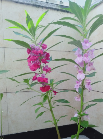 凤仙花过冬的方法