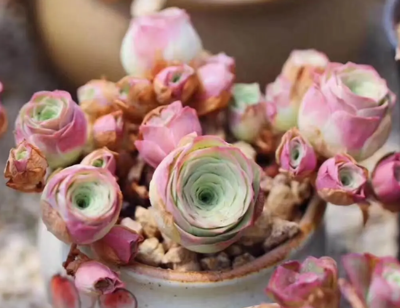 多肉树玫瑰的种植方法是什么呢