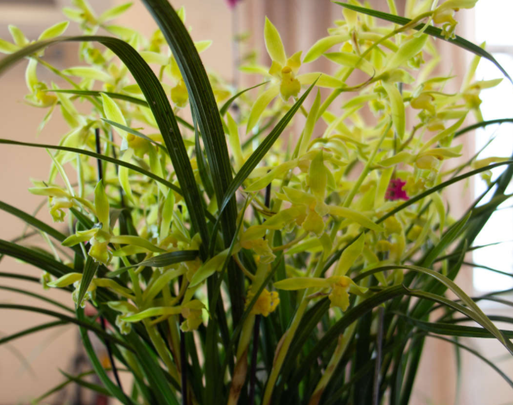 兰花有花芽能施肥吗