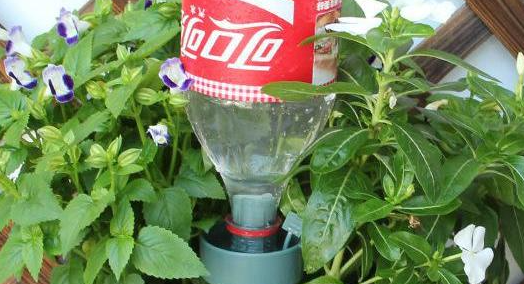 可乐浇花的好处和坏处分别是什么呢