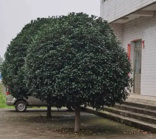 种植什么树木前景最好