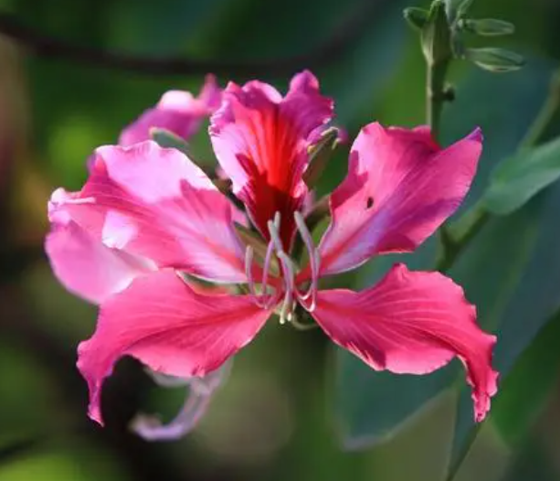 紫荆花种在家门前对风水好吗