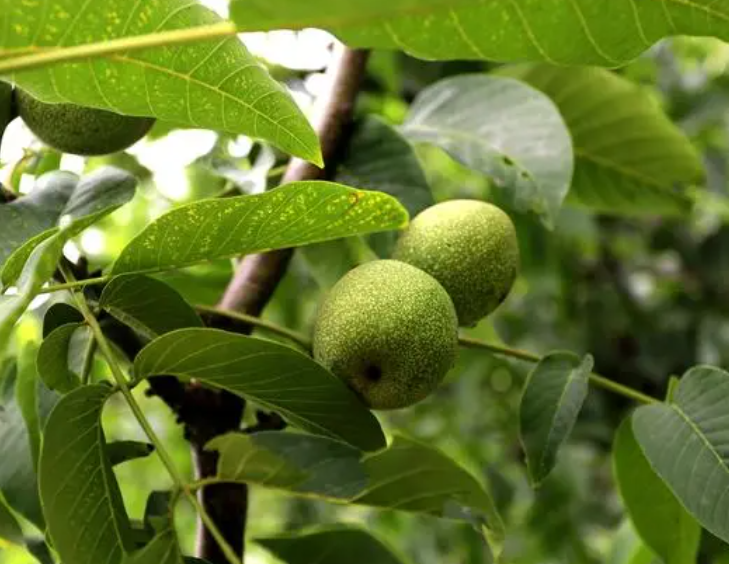 核桃树年产量如何呢