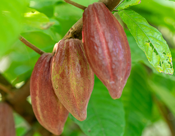 可可树要灭绝了吗