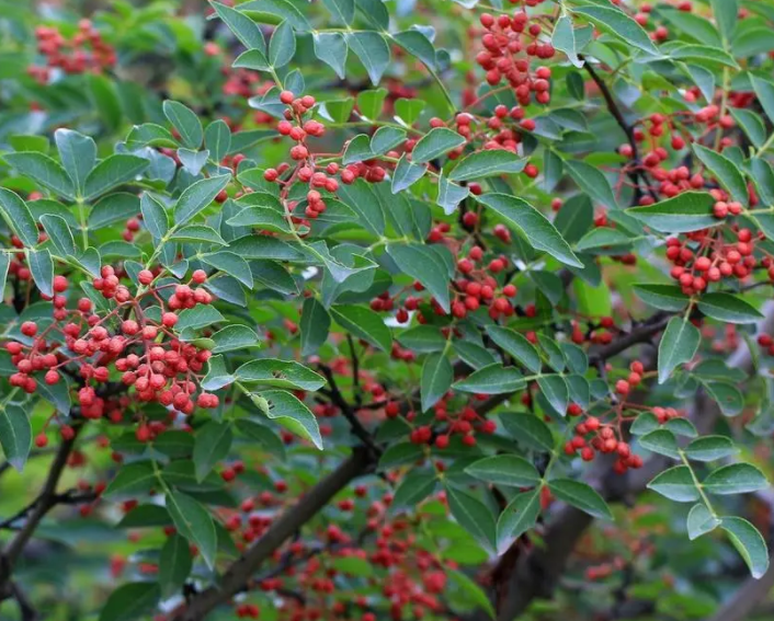 花椒树怎么栽成活率高