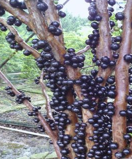 嘉宝果树几年结果