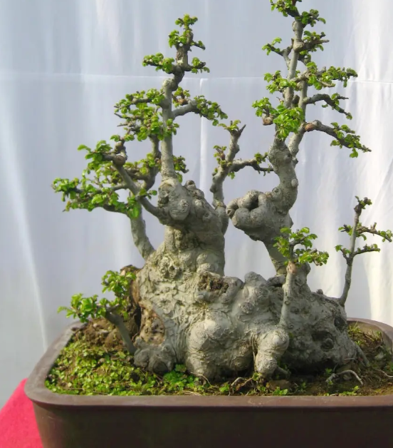 榆树盆景喜水吗