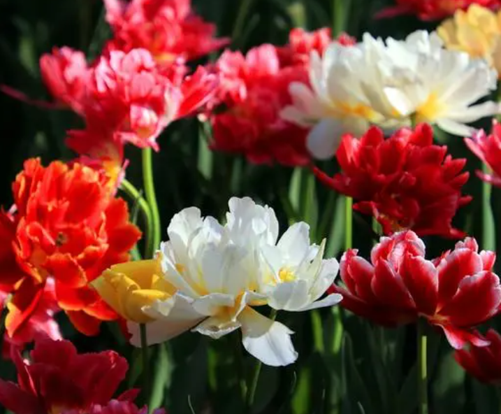 郁金香一个花盆栽几棵