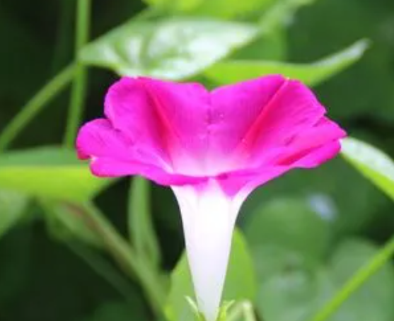 牵牛花毒性有多强