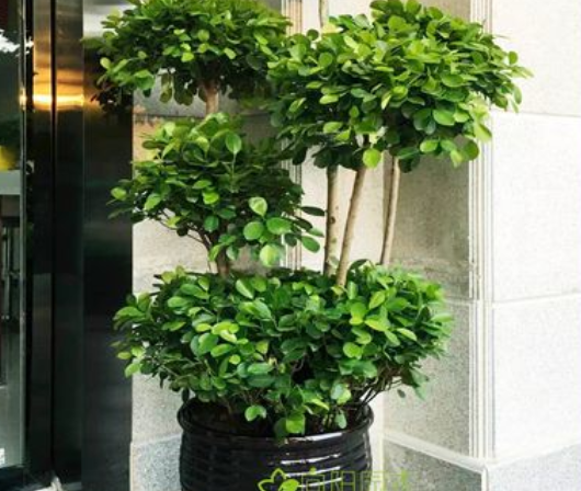 榕树什么时候换盆