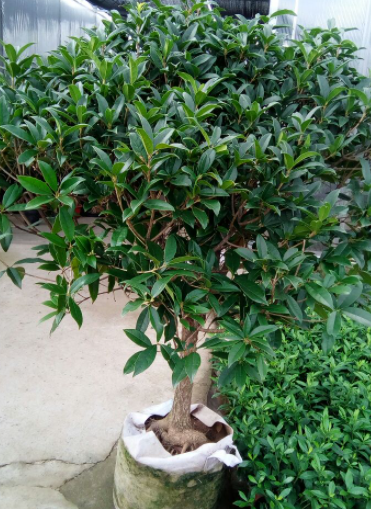 桂花树什么季节移栽好