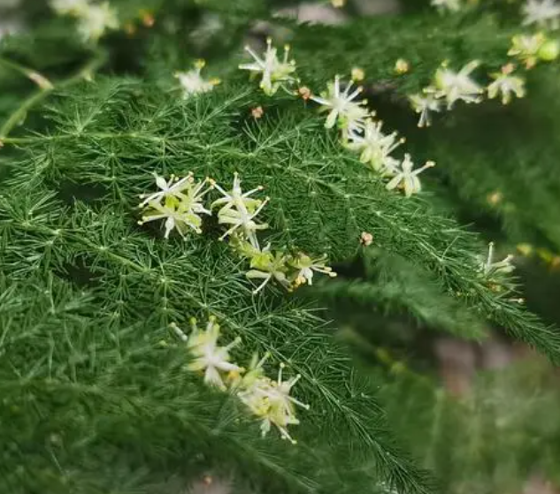 文竹几月份开花