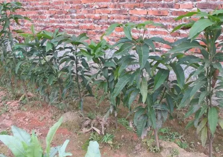 芒果树的幼苗长什么样