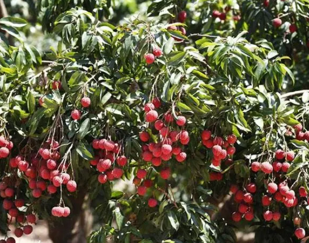 湖南可以种荔枝树吗?