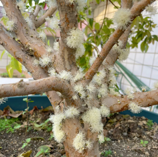 嘉宝果开花了要施肥吗