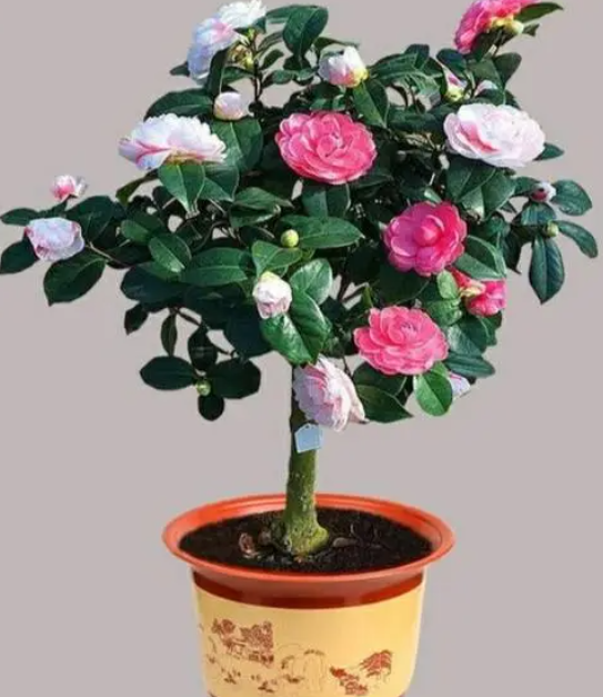 山茶花好养活吗