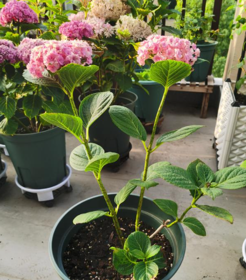 什么时候修剪绣球花