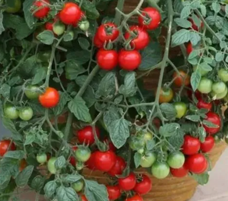 用花盆种西红柿的好处