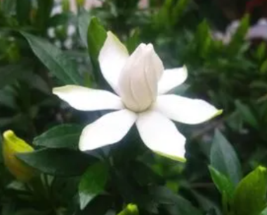 栀子花可以用普通土种吗