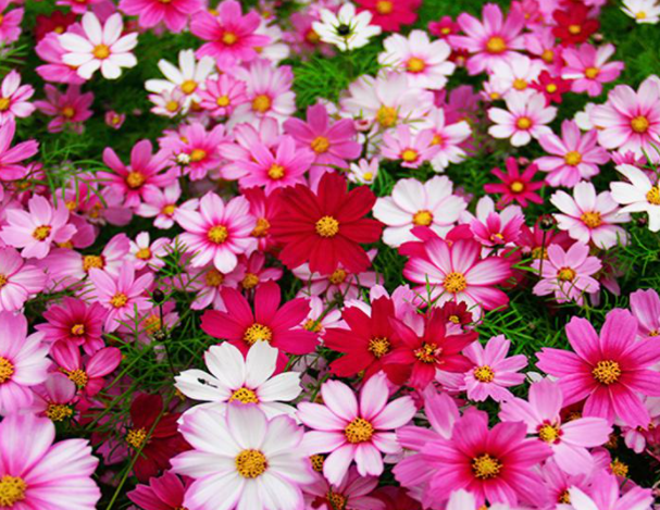 秋季播种的花卉种子有哪些