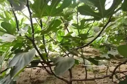 无花果夏季怎样剪枝