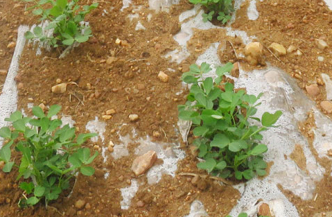 花生移栽会成活吗