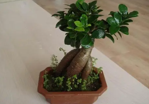 榕树盆景怎么养掉叶子