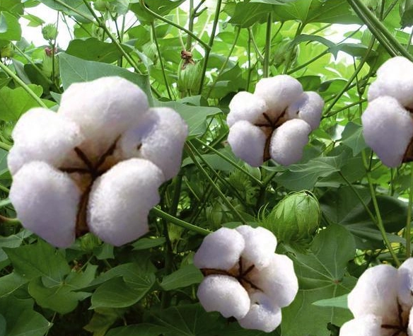 棉花什么时候种植