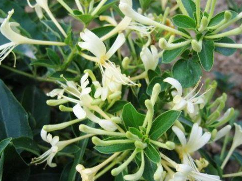 金银花树冬天怕冻吗