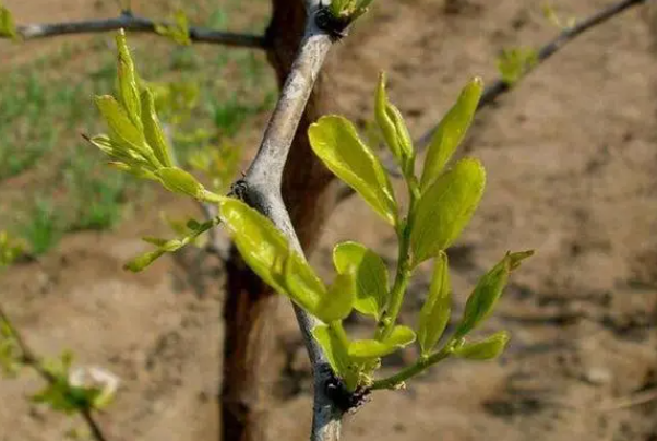 用什么药能让枣树提前发芽